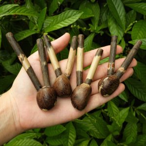 Kuripe - Semente de Jarina