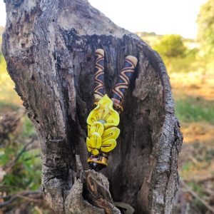 Kuripes diversos - Acre